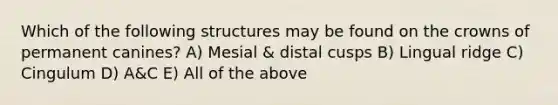 Which of the following structures may be found on the crowns of permanent canines? A) Mesial & distal cusps B) Lingual ridge C) Cingulum D) A&C E) All of the above