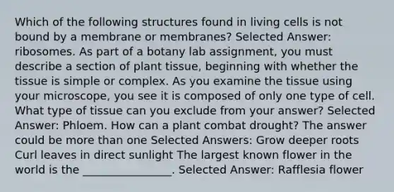 Which of the following structures found in living cells is not bound by a membrane or membranes? Selected Answer: ribosomes. As part of a botany lab assignment, you must describe a section of plant tissue, beginning with whether the tissue is simple or complex. As you examine the tissue using your microscope, you see it is composed of only one type of cell. What type of tissue can you exclude from your answer? Selected Answer: Phloem. How can a plant combat drought? The answer could be more than one Selected Answers: Grow deeper roots Curl leaves in direct sunlight The largest known flower in the world is the ________________. Selected Answer: Rafflesia flower