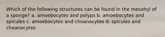 Which of the following structures can be found in the mesohyl of a sponge? a. amoebocytes and polyps b. amoebocytes and spicules c. amoebocytes and choanocytes d. spicules and choanocytes