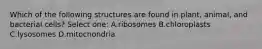 Which of the following structures are found in plant, animal, and bacterial cells? Select one: A.ribosomes B.chloroplasts C.lysosomes D.mitochondria