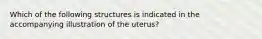 Which of the following structures is indicated in the accompanying illustration of the uterus?