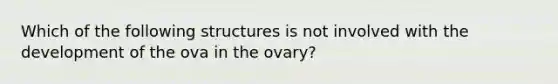 Which of the following structures is not involved with the development of the ova in the ovary?