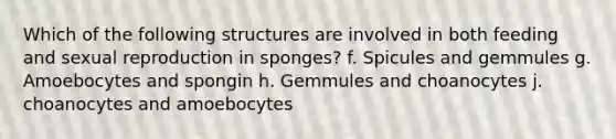 Which of the following structures are involved in both feeding and sexual reproduction in sponges? f. Spicules and gemmules g. Amoebocytes and spongin h. Gemmules and choanocytes j. choanocytes and amoebocytes