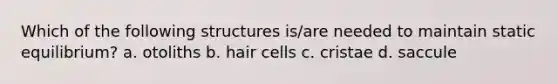 Which of the following structures is/are needed to maintain static equilibrium? a. otoliths b. hair cells c. cristae d. saccule