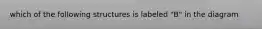 which of the following structures is labeled "B" in the diagram