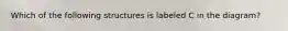 Which of the following structures is labeled C in the diagram?