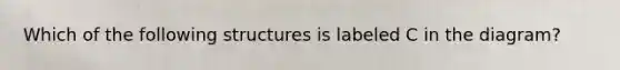 Which of the following structures is labeled C in the diagram?
