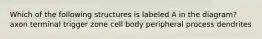 Which of the following structures is labeled A in the diagram? axon terminal trigger zone cell body peripheral process dendrites