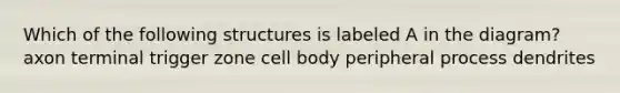 Which of the following structures is labeled A in the diagram? axon terminal trigger zone cell body peripheral process dendrites