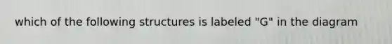 which of the following structures is labeled "G" in the diagram