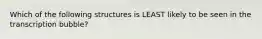 Which of the following structures is LEAST likely to be seen in the transcription bubble?