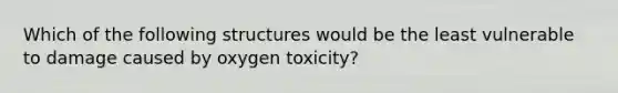 Which of the following structures would be the least vulnerable to damage caused by oxygen toxicity?