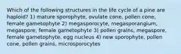 Which of the following structures in the life cycle of a pine are haploid? 1) mature sporophyte, ovulate cone, pollen cone, female gametophyte 2) megasporocyte, megasporangium, megaspore, female gametophyte 3) pollen grains, megaspore, female gametophyte, egg nucleus 4) new sporophyte, pollen cone, pollen grains, microsporocytes