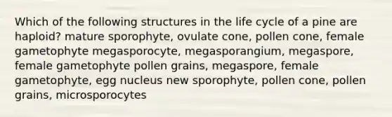 Which of the following structures in the life cycle of a pine are haploid? mature sporophyte, ovulate cone, pollen cone, female gametophyte megasporocyte, megasporangium, megaspore, female gametophyte pollen grains, megaspore, female gametophyte, egg nucleus new sporophyte, pollen cone, pollen grains, microsporocytes