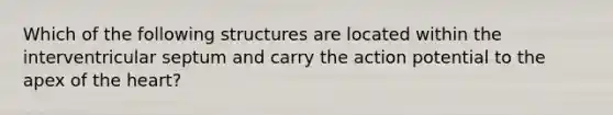 Which of the following structures are located within the interventricular septum and carry the action potential to the apex of the heart?