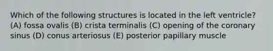 Which of the following structures is located in the left ventricle? (A) fossa ovalis (B) crista terminalis (C) opening of the coronary sinus (D) conus arteriosus (E) posterior papillary muscle