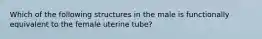 Which of the following structures in the male is functionally equivalent to the female uterine tube?