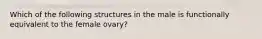 Which of the following structures in the male is functionally equivalent to the female ovary?