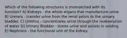 Which of the following structures is mismatched with its function? A) Kidneys - the whole organs that manufacture urine. B) Ureters - transfer urine from the renal pelvis to the urinary bladder. C) Urethra - concentrates urine through the reabsorption of water D) Urinary Bladder - stores urine and assists in voiding E) Nephrons - the functional unit of the kidney