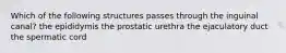 Which of the following structures passes through the inguinal canal? the epididymis the prostatic urethra the ejaculatory duct the spermatic cord