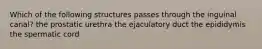 Which of the following structures passes through the inguinal canal? the prostatic urethra the ejaculatory duct the epididymis the spermatic cord