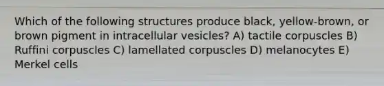 Which of the following structures produce black, yellow-brown, or brown pigment in intracellular vesicles? A) tactile corpuscles B) Ruffini corpuscles C) lamellated corpuscles D) melanocytes E) Merkel cells