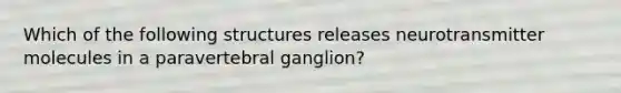 Which of the following structures releases neurotransmitter molecules in a paravertebral ganglion?