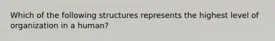 Which of the following structures represents the highest level of organization in a human?