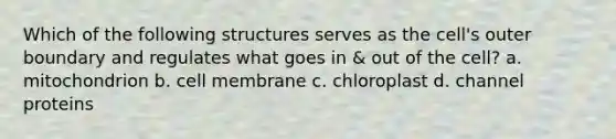 Which of the following structures serves as the cell's outer boundary and regulates what goes in & out of the cell? a. mitochondrion b. cell membrane c. chloroplast d. channel proteins