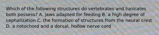 Which of the following structures do vertebrates and tunicates both possess? A. jaws adapted for feeding B. a high degree of cephalization C. the formation of structures from the neural crest D. a notochord and a dorsal, hollow nerve cord