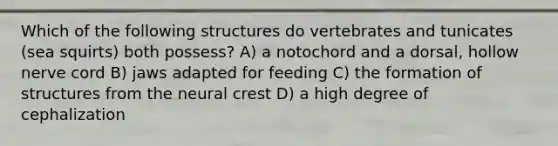 Which of the following structures do vertebrates and tunicates (sea squirts) both possess? A) a notochord and a dorsal, hollow nerve cord B) jaws adapted for feeding C) the formation of structures from the neural crest D) a high degree of cephalization