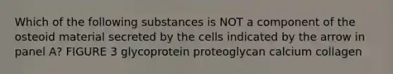 Which of the following substances is NOT a component of the osteoid material secreted by the cells indicated by the arrow in panel A? FIGURE 3 glycoprotein proteoglycan calcium collagen