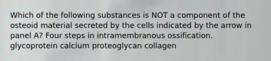 Which of the following substances is NOT a component of the osteoid material secreted by the cells indicated by the arrow in panel A? Four steps in intramembranous ossification. glycoprotein calcium proteoglycan collagen