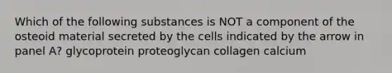 Which of the following substances is NOT a component of the osteoid material secreted by the cells indicated by the arrow in panel A? glycoprotein proteoglycan collagen calcium