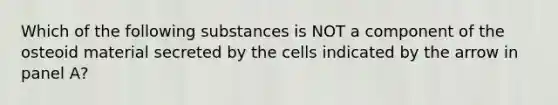 Which of the following substances is NOT a component of the osteoid material secreted by the cells indicated by the arrow in panel A?