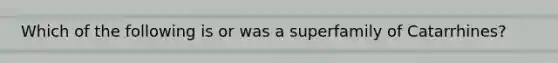 Which of the following is or was a superfamily of Catarrhines?