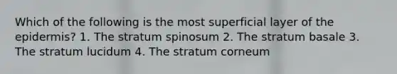 Which of the following is the most superficial layer of the epidermis? 1. The stratum spinosum 2. The stratum basale 3. The stratum lucidum 4. The stratum corneum