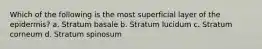 Which of the following is the most superficial layer of the epidermis? a. Stratum basale b. Stratum lucidum c. Stratum corneum d. Stratum spinosum