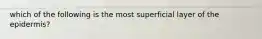 which of the following is the most superficial layer of the epidermis?