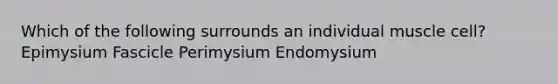 Which of the following surrounds an individual muscle cell? Epimysium Fascicle Perimysium Endomysium