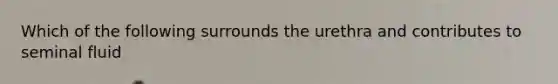 Which of the following surrounds the urethra and contributes to seminal fluid