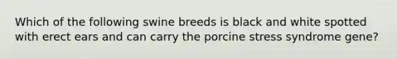 Which of the following swine breeds is black and white spotted with erect ears and can carry the porcine stress syndrome gene?