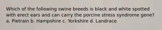 Which of the following swine breeds is black and white spotted with erect ears and can carry the porcine stress syndrome gene? a. Pietrain b. Hampshire c. Yorkshire d. Landrace