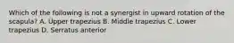 Which of the following is not a synergist in upward rotation of the scapula? A. Upper trapezius B. Middle trapezius C. Lower trapezius D. Serratus anterior