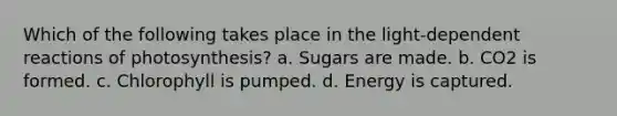 Which of the following takes place in the light-dependent reactions of photosynthesis? a. Sugars are made. b. CO2 is formed. c. Chlorophyll is pumped. d. Energy is captured.