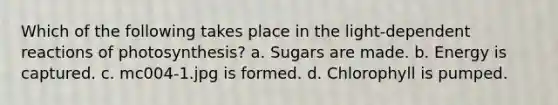 Which of the following takes place in the light-dependent reactions of photosynthesis? a. Sugars are made. b. Energy is captured. c. mc004-1.jpg is formed. d. Chlorophyll is pumped.