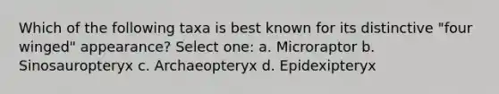 Which of the following taxa is best known for its distinctive "four winged" appearance? Select one: a. Microraptor b. Sinosauropteryx c. Archaeopteryx d. Epidexipteryx