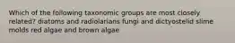 Which of the following taxonomic groups are most closely related? diatoms and radiolarians fungi and dictyostelid slime molds red algae and brown algae