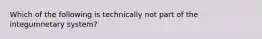 Which of the following is technically not part of the integumnetary system?