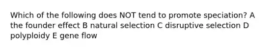 Which of the following does NOT tend to promote speciation? A the founder effect B natural selection C disruptive selection D polyploidy E gene flow